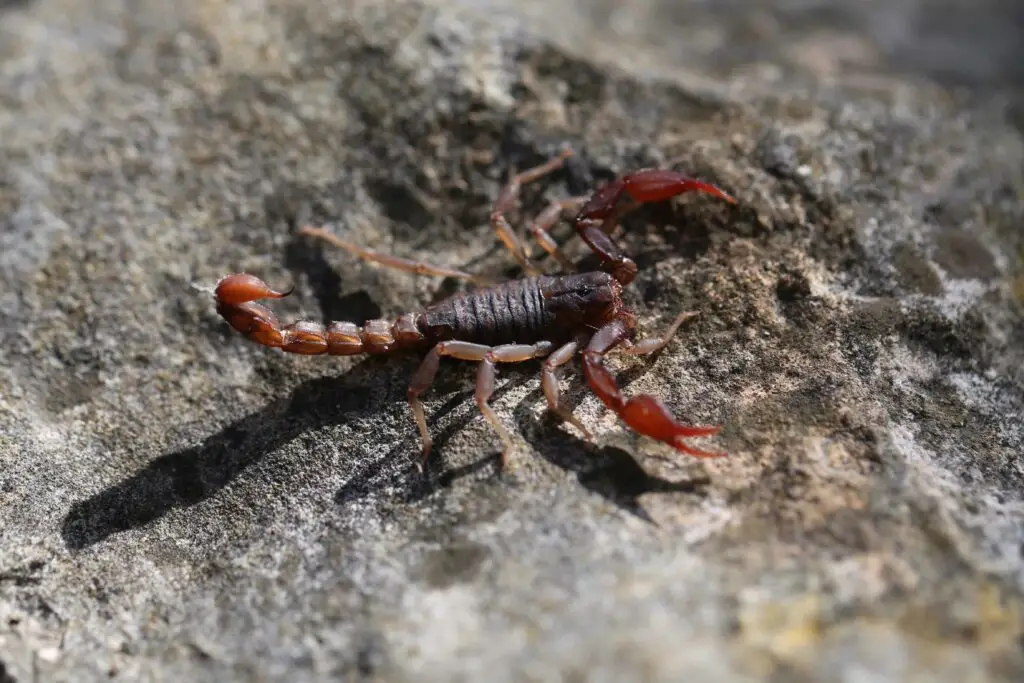 Arizona’s Top 5 Scorpion-Prone Areas 4