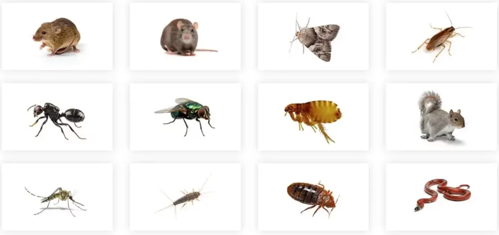 Coping with 10 Common Household Pests: Effective Elimination Strategies 4