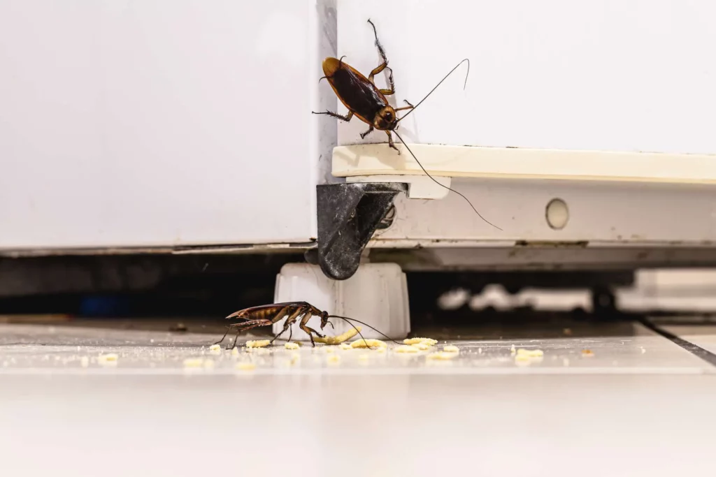 Coping with 10 Common Household Pests: Effective Elimination Strategies 3