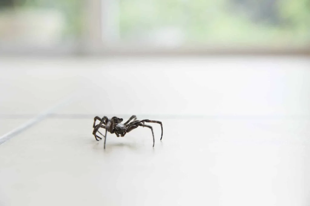 Coping with 10 Common Household Pests: Effective Elimination Strategies 6