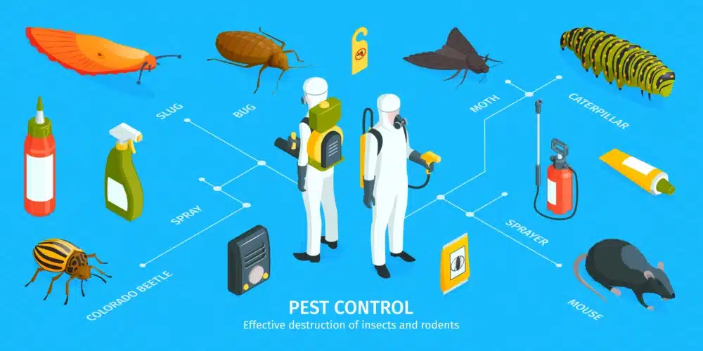 Cape Cod Pest Control: Keeping Your Home Pest-Free 1