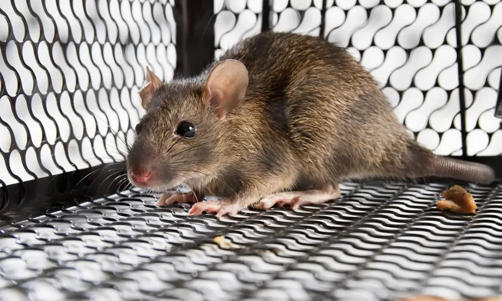 Los Angeles Rodent Control: Keeping Your Home and Business Rodent-Free 4