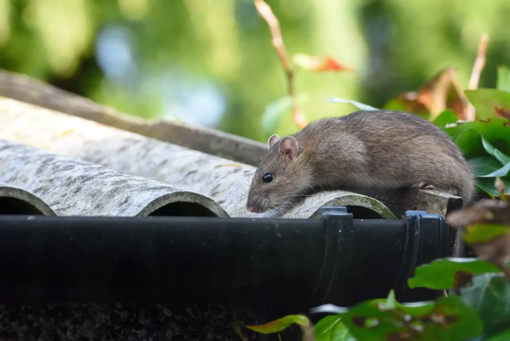Pest Control in Middletown, DE: Ensuring a Pest-Free Environment 2